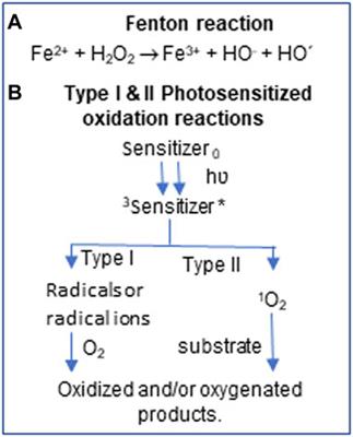 Oxidative Damage to RNA is Altered by the Presence of Interacting Proteins or Modified Nucleosides